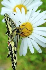 Schmetterling Schwalbenschwanz (Papilio machaon)