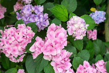 pink flowers in garden
