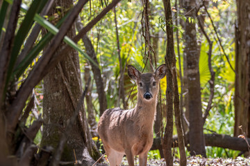 Deer in the Woods