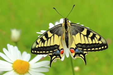 Schwalbenschwanz Schmetterling
