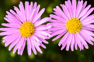 Two violet aster bud