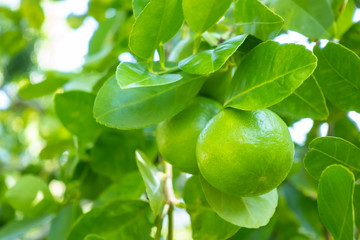 Group of green lime hanging from branch on tree