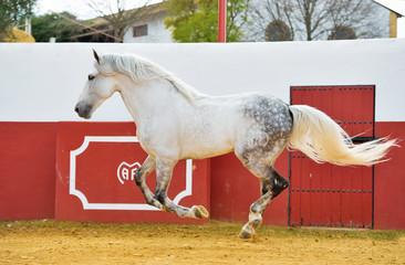 running  white Andalusian stallion in bull arena