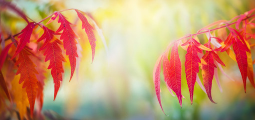 Autumn leafes on wide blurred background, very shallow focus. Colorful foliage in the autumn park.
