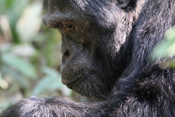głowa zamyslonego szympansa z bliska - obrazy, fototapety, plakaty