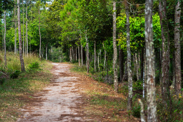 Dirt path in green forest with pine and trees