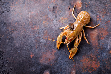 Crayfish Raw,Baby lobster.Background Seafood.Diet Nutrition Concept. Copy space for Text.