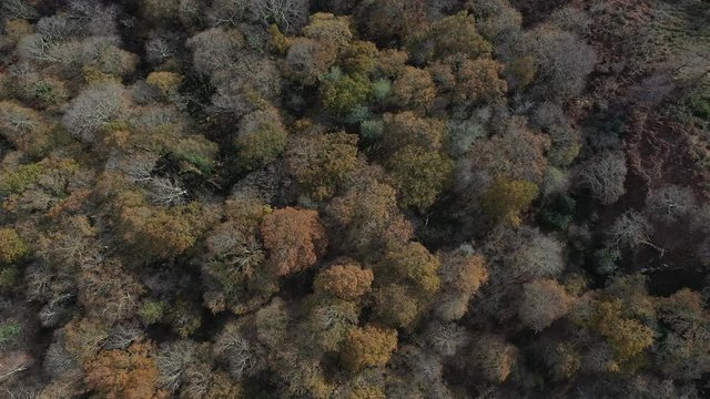 Oak forest, Remendon forest, Guriezo Municipality, Cantabria, Spain, Europe