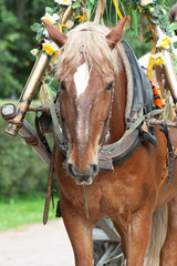 the head of the harnessed horse in the park
