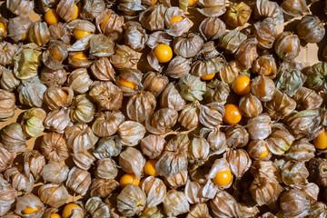 Cape gooseberry backgound