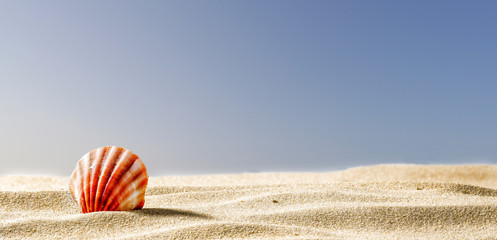 Seashells on the sand by the sea on a hot sunny day   