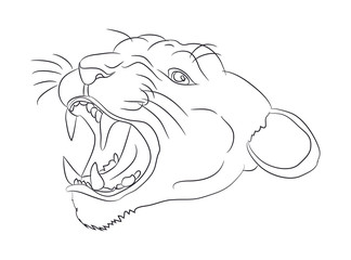portrait of a cougar drawing lines, vector