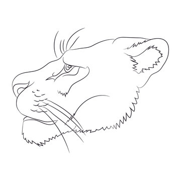 portrait of a cougar drawing lines, vector
