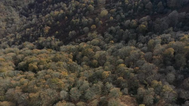 Oak forest, Remendon forest, Guriezo Municipality, Cantabria, Spain, Europe