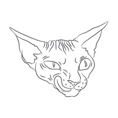 cat portrait, lines, vector,