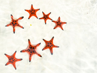 Fototapeta na wymiar Starfishes on the Phu quoc island with heart shape , beautiful red starfish in crystal clear sea, travel concept on tropical starfish beach