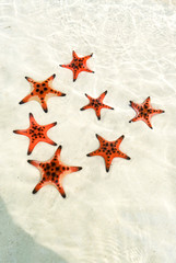 Starfishes on the Phu quoc island with heart shape , beautiful red starfish in crystal clear sea, travel concept on tropical starfish beach
