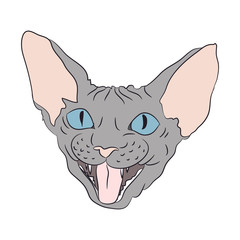 cat portrait, vector, white background