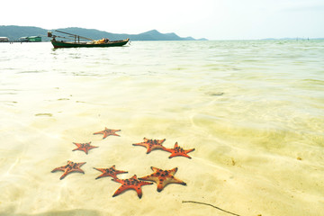  Starfishes on the Phu quoc island , beautiful red starfish in crystal clear sea, travel concept on tropical starfish beach