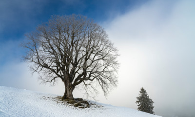 500 years old sycamore maple, mountain maple, in Winter, Allgaue Alps near Oberstaufen, Bavaria, Germany