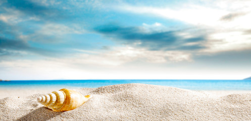 Obraz na płótnie Canvas Seashells on the sand by the sea on a hot sunny day 