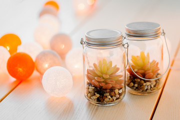 Succulents  in glass jar  on wooden table  background. Scandinavian   home decoration