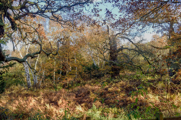 Ancient English Oak Woodlands in Autumn.