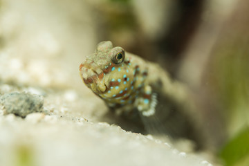 Blue Speckled Goby