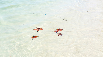 Starfishes on the Phu quoc island , beautiful red starfish in crystal clear sea, travel concept on tropical starfish beach