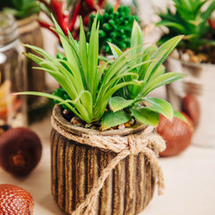 Various types of cactus, plant , succulent house plants in pots on wooden table  background