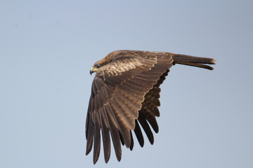 Eagle Flying Wings - Birds