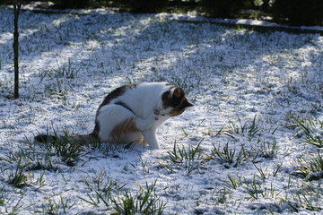 Katze im Schnee leckt sich