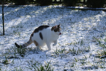 Katze im Schnee