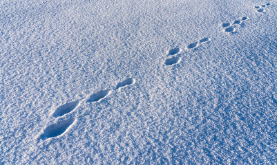 Rabbit track in freshly fallen snow
