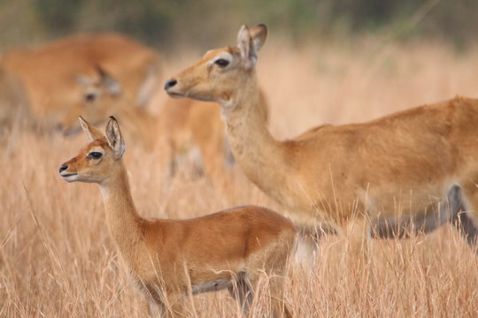 Fototapeta pasące się antylopy wśród wyschniętych traw wielkiej równiny afrykańskiej