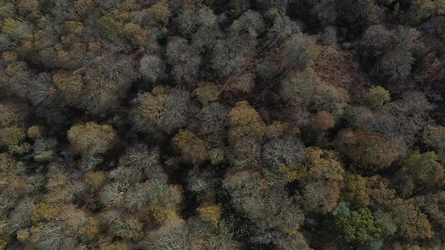 Oak forest, Remendon forest, Guriezo Municipality, Cantabria, Spain, Europe