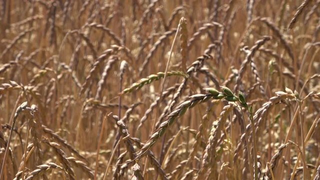 Dinkelfeld, Dinkel, Triticum aestivum subsp. spelta