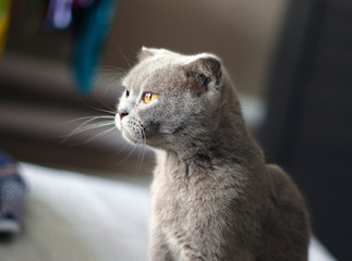 Scottish Fold gray cat posing.
