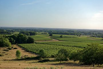 Fototapeta na wymiar Vignes à Villars-les-Bois, Charente-Maritime, Nouvelle-Aquitaine, France