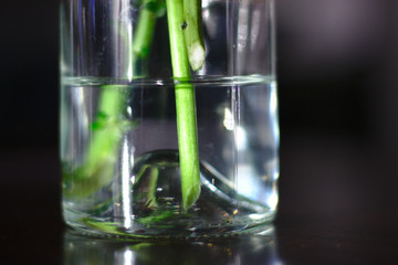 flower stems in vase with water