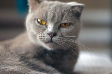Scottish Fold gray cat posing.