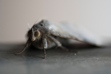 Grey Moth