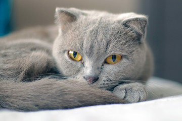 Scottish Fold gray cat posing.