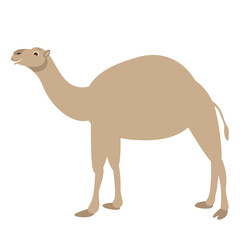 camel vector illustration, flat style ,profile 