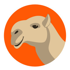 camel head  vector illustration, flat style ,profile 