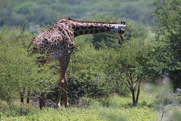 żyrafy wśród drzew na zielonej afrykańskiej równinie w parku serengeti - obrazy, fototapety, plakaty