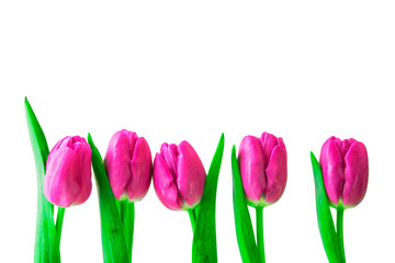 bright pink tulips with bright green leaves on a white background