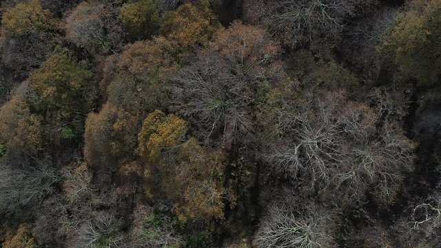 Oak forest, Remendon forest, Guriezo Municipality, Cantabria, Spain, Europe