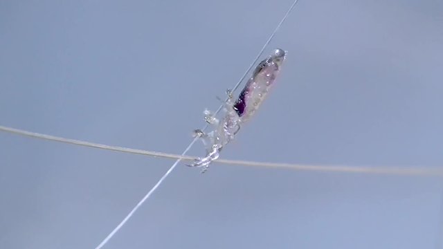 Kopflaus (Pediculus humanus capitis) head louse