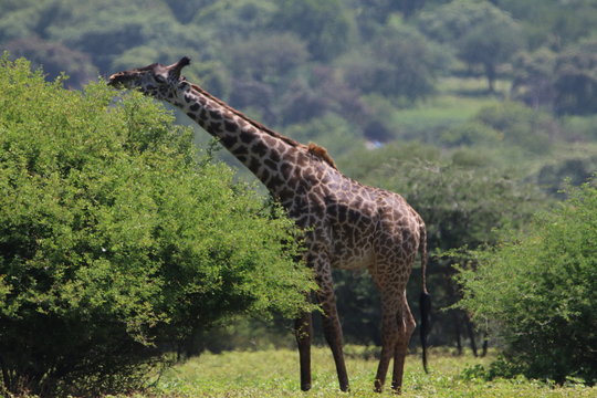 Fototapeta żyrafy wśród drzew na zielonej afrykańskiej równinie w parku serengeti